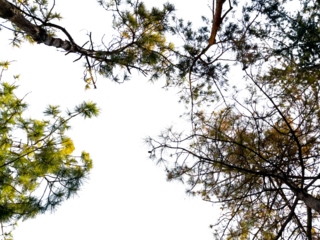 Bottom view of trees on transparent background