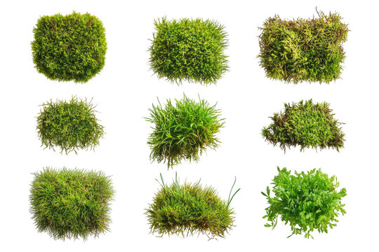 Assorted Moss Specimens