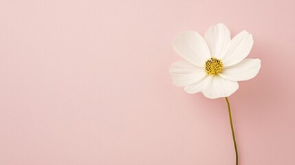 Obraz premium Single white flower with a yellow center on a pink background. the flower has five petals and a long stem.