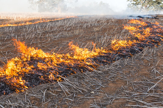 Burning canola stubble windrows