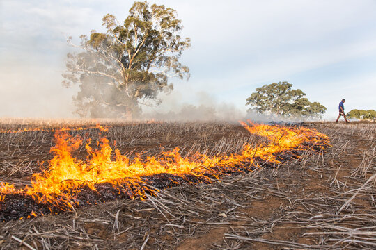 Farmer burning canola stubble windrows
