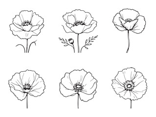 High Quality Vintage Poppy Outline Line Art for Designers