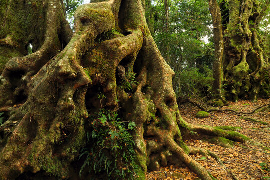 Old gnarly Antarctic beech trees.