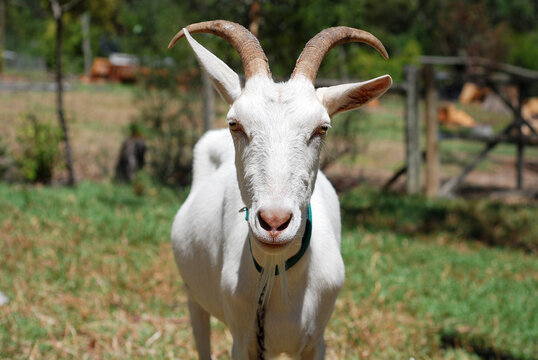 Portrait of a white male goat with large horns