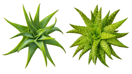 Pair of Vibrant Aloe Vera Plants with Sharp Leaves on Transparent Background