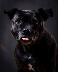 Staffordshire bull terrier, funny staffy