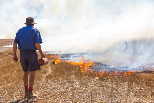 Farmer carrying a fire lighter burning stubble