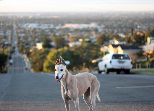 A greyhound standing on the road