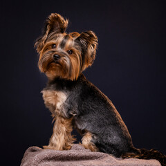 yorkshire terrier puppy