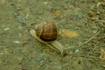 Snail crawling on forest ground