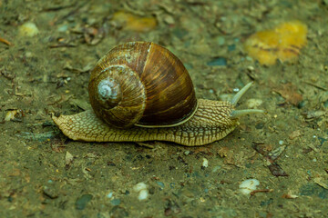 Snail crawling on forest ground