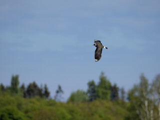 Lapwing (Vanellus vanellus) in flight against a blue sky.