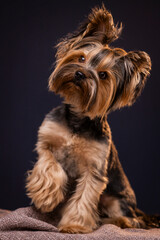 yorkshire terrier portrait