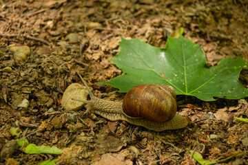 snail on a leaf