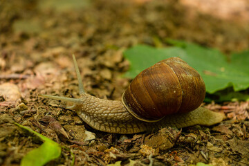 Snail crawling on forest ground