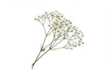 Delicate sprigs of baby's breath flowers on a white background