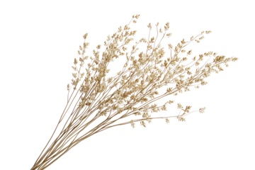 Dried Wheat or Grass Bouquet Close-up