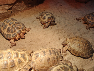 Turtles and tortoises are gathering together next to a rock on the sand in a zoo. Old reptiles with...