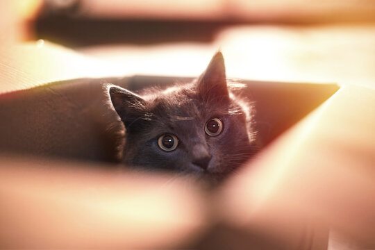 Adorable cat hiding inside cardboard box
