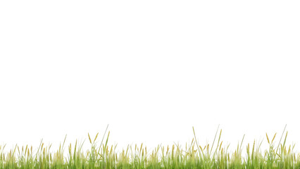 Obraz premium Ornamental Millet grass for bottom border decoration isolated on transparent background