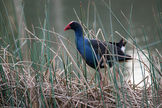 A purple swamphen walks slowly across some wetland reeds