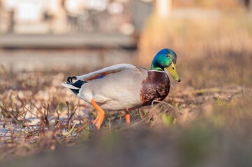 Obraz premium One Male Mallard Duck Standing Outdoors. Portrait of Anas platyrhynchos.