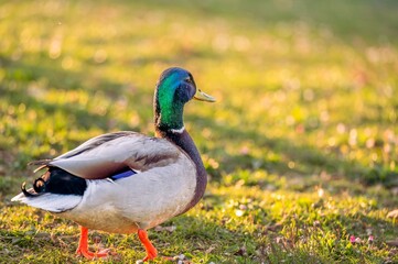 Fototapeta premium Male Mallard Duck Standing on Grass at Sunset. One Anas platyrhynchos.