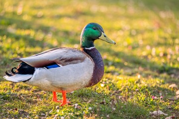 Male Mallard Duck Standing on Grass at Sunset. One Anas platyrhynchos.