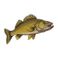 Naklejka premium Golden Yellow Perch Vector Illustration