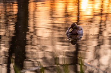 One Male Mallard Duck Floating Calmly on Reflective Water – Anas platyrhynchos