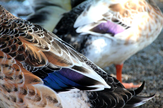 Close up of mallard duck feathers