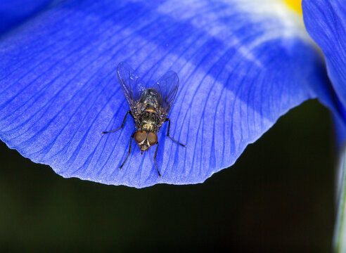 Close up of a fly on a petal
