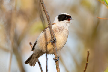 Eurasian Penduline Tit Bird On A Branch