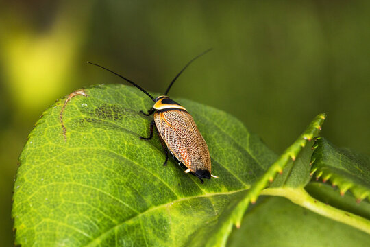 Native cockroach on rose leaf