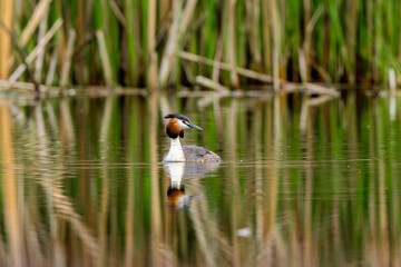 Great Crested Grebe Bird In A Forest Lake