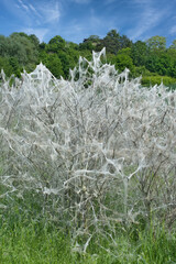 Ermine Moth resp.Yponomeutidae in Web on Bush in Monheim am Rhein,Monheimer Rheinbogen Landscape Park,North Rhine-Westphalia,Germany