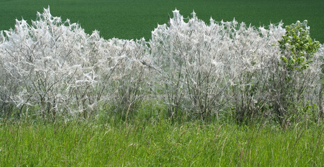 Ermine Moth resp.Yponomeutidae in Web on Bush in Monheim am Rhein,Monheimer Rheinbogen Landscape Park,North Rhine-Westphalia,Germany