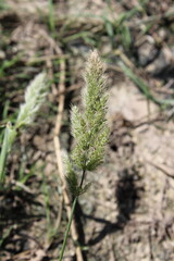 Polypogon monspeliensis or Annual beard grass
