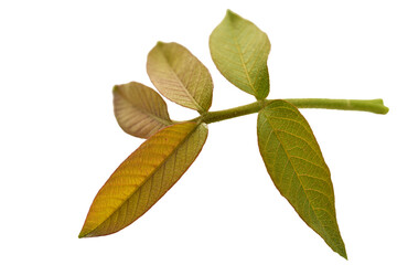 Young shoots of walnut tree with leaves lies on PNG background.
