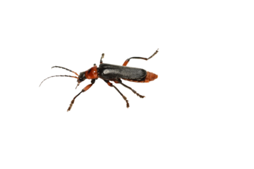 Soft-bodied beetle side view on PNG background.