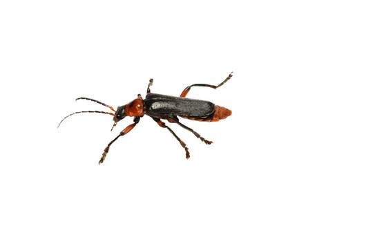 Soft-bodied beetle side view on PNG background.