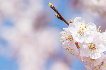 Blooming cherry blossom tree in spring, with delicate pink flowers