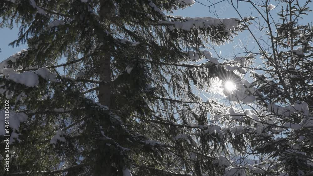 Poster bright rays of the sun pierce through the snow-covered pine forest canopy. snowflakes drift in the a