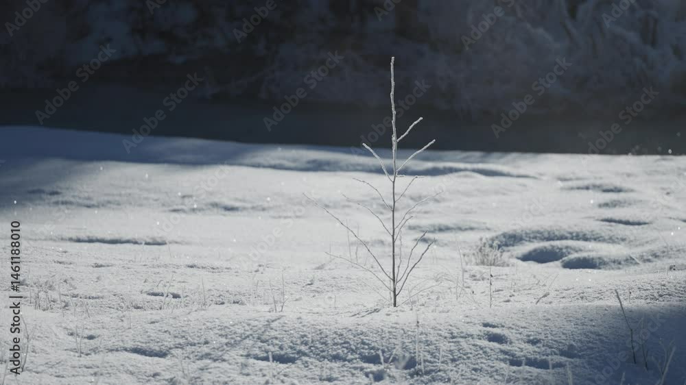 Poster a tiny tree with thin, delicate branches covered with hoarfrost stands in the snowy field.