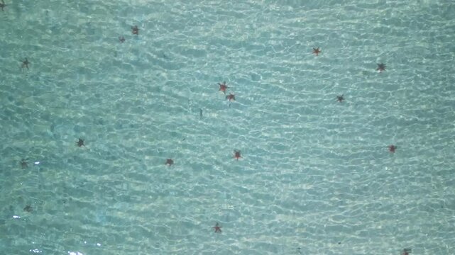 Aerial view of multiple starfish in crystal-clear shallow tropical water, creating a natural pattern on the seabed. Beautiful marine scenery perfect for travel and nature themes.