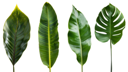 Vertical lineup of banana, calathea and monstera leaves isolated on white background for banners and print layouts.
