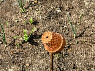 Vegetable bed in spring with terracotta pot on end of stick