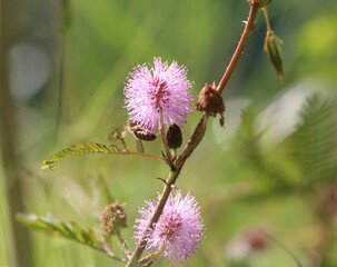 pink flowers on green blur background