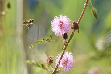 a bee is pollinating a pink flower