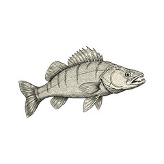 Zander Fish Vector Illustration – Freshwater Edible Catch Design